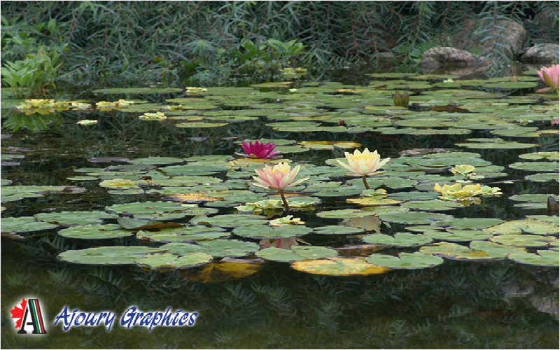 nature11